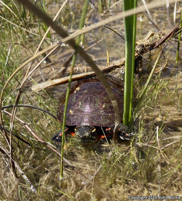 Midland Painted Turtle (Chrysemys picta marginata)