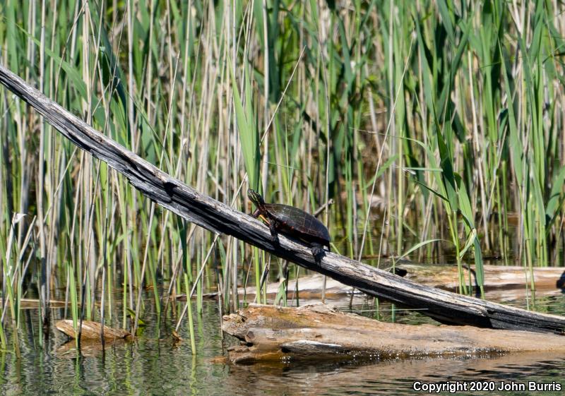 Midland Painted Turtle (Chrysemys picta marginata)