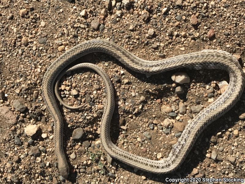 Mojave Patch-nosed Snake (Salvadora hexalepis mojavensis)