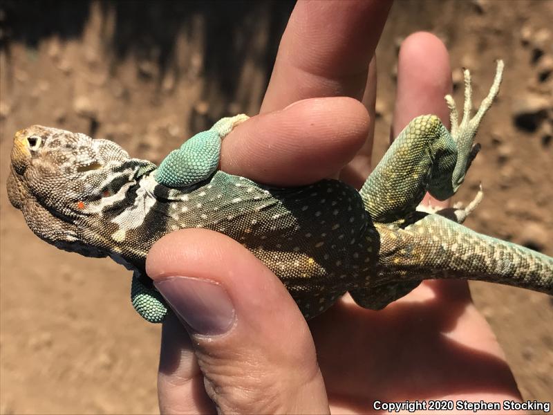 Eastern Collared Lizard (Crotaphytus collaris)