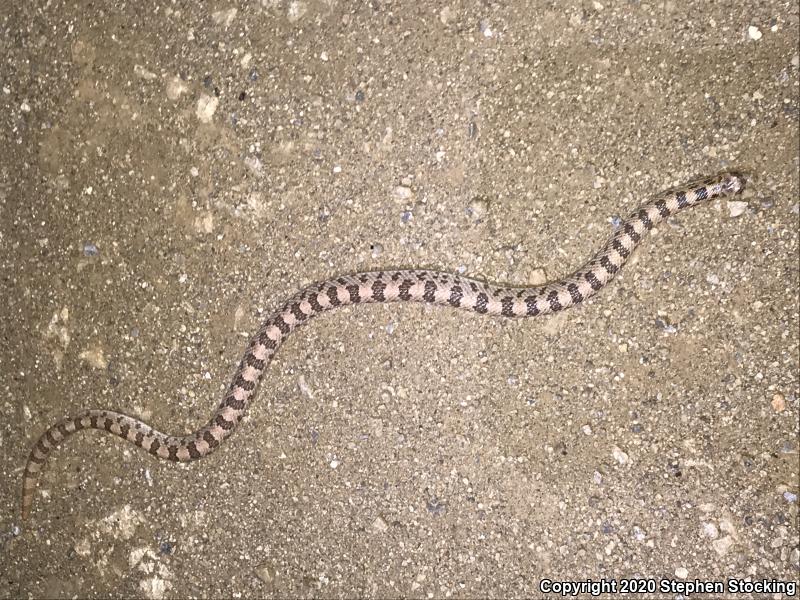 Spotted Leaf-nosed Snake (Phyllorhynchus decurtatus)