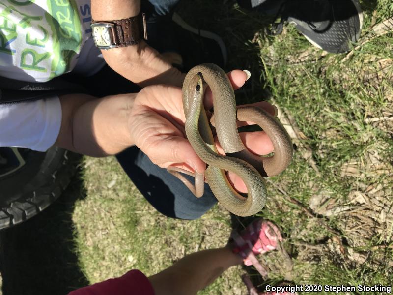 Western Yellow-bellied Racer (Coluber constrictor mormon)