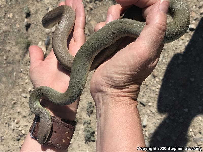 Western Yellow-bellied Racer (Coluber constrictor mormon)