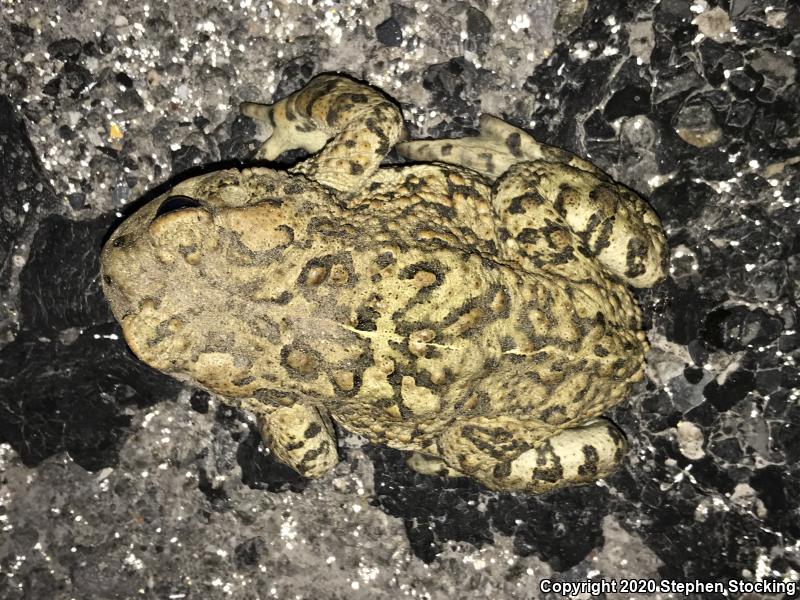 Boreal Toad (Anaxyrus boreas boreas)