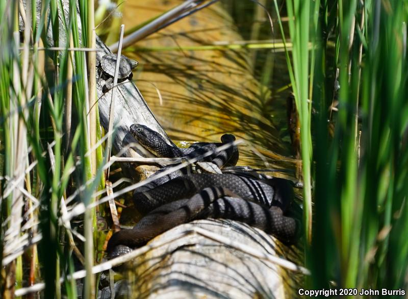 Lake Erie Watersnake (Nerodia sipedon insularum)