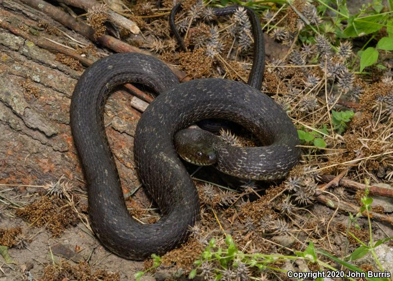 Lake Erie Watersnake (Nerodia sipedon insularum)