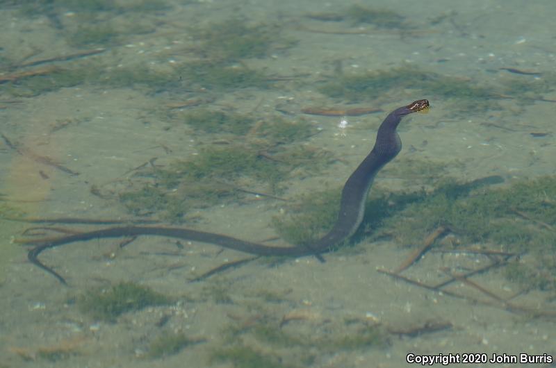 Lake Erie Watersnake (Nerodia sipedon insularum)