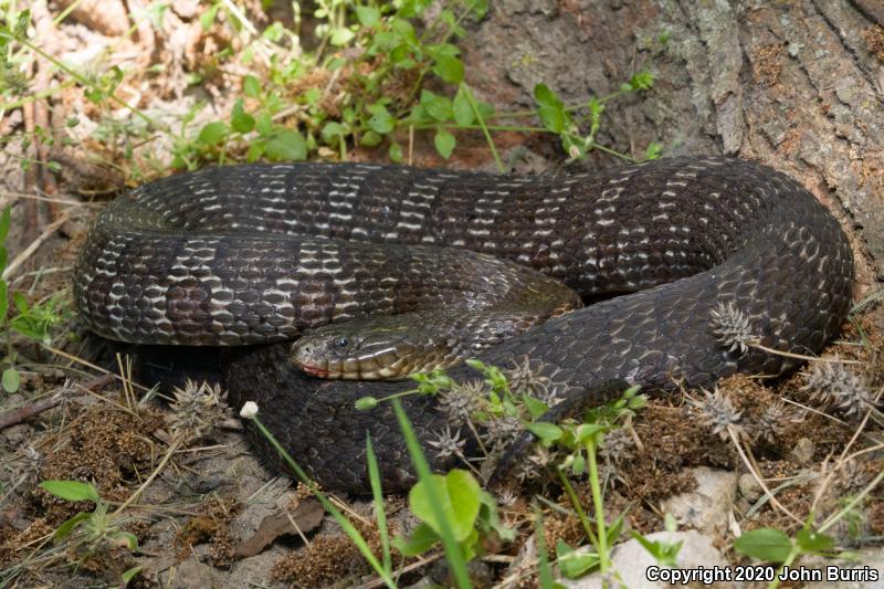 Lake Erie Watersnake (Nerodia sipedon insularum)