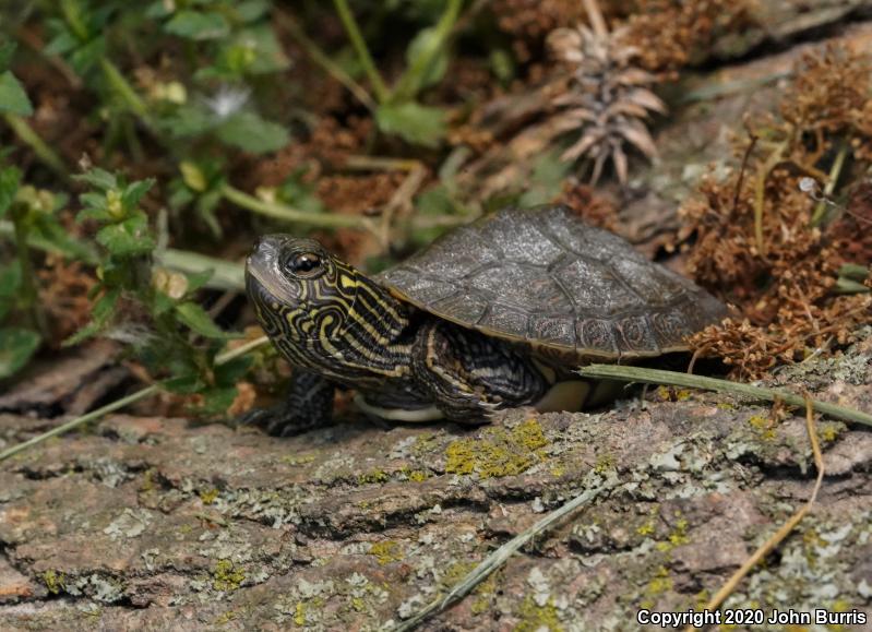 Northern Map Turtle (Graptemys geographica)