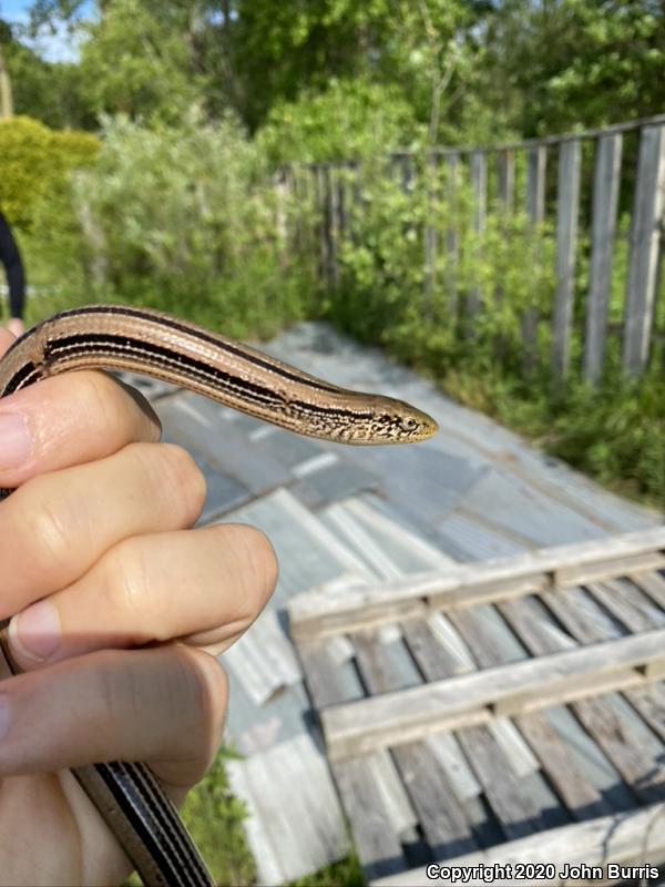 Western Slender Glass Lizard (Ophisaurus attenuatus attenuatus)