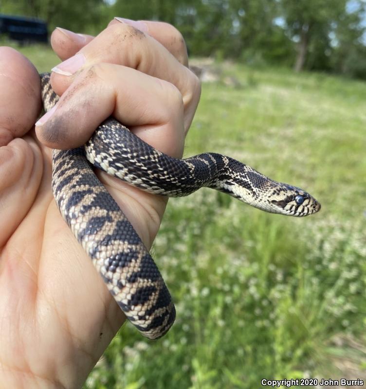 Bullsnake (Pituophis catenifer sayi)