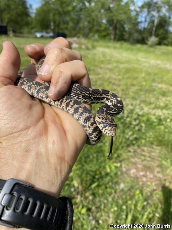 Bullsnake (Pituophis catenifer sayi)