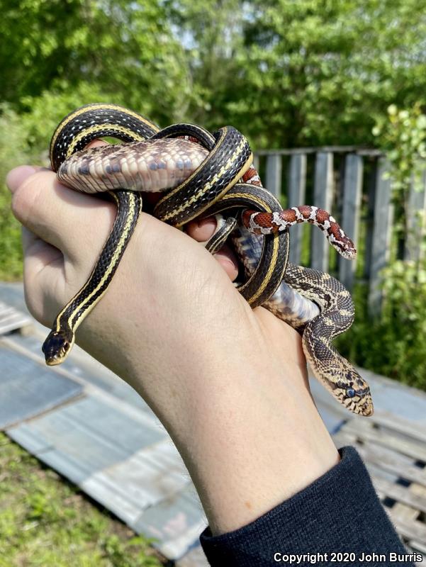 Orange-striped Ribbonsnake (Thamnophis proximus proximus)