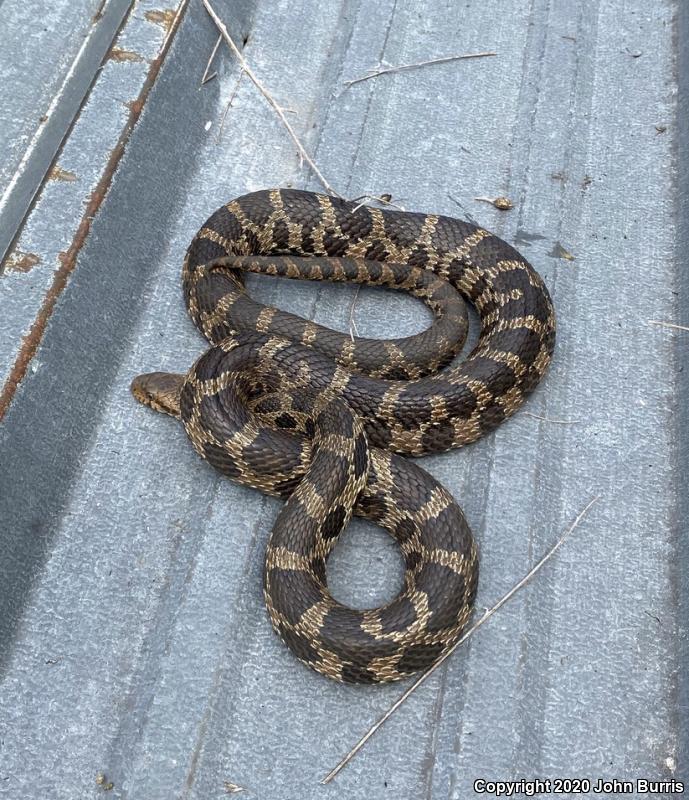 Western Foxsnake (Pantherophis vulpinus)