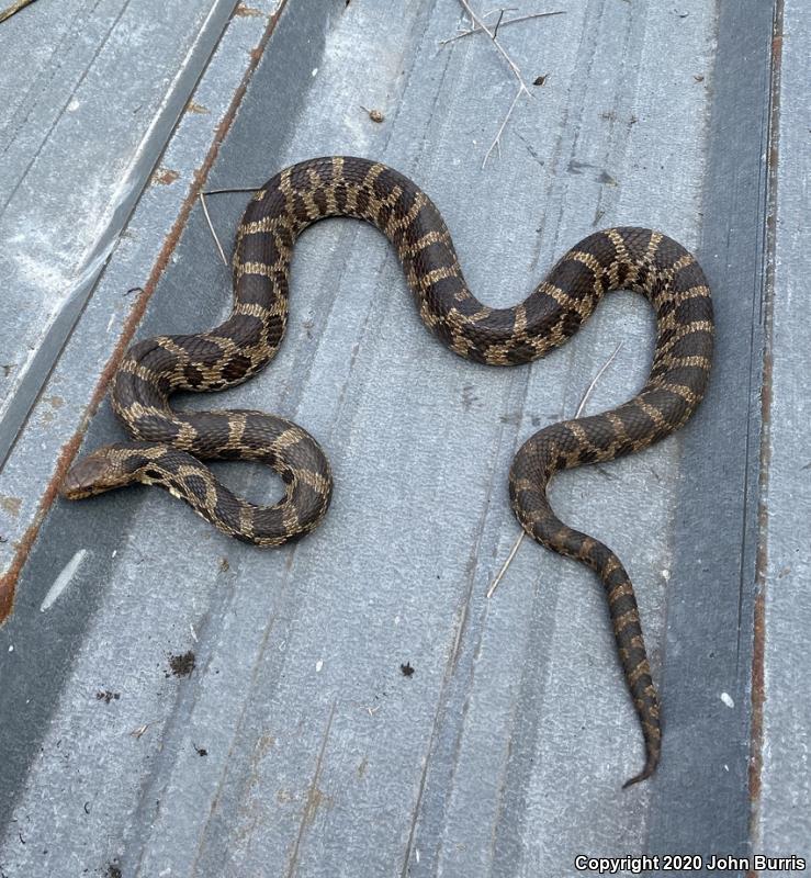 Western Foxsnake (Pantherophis vulpinus)