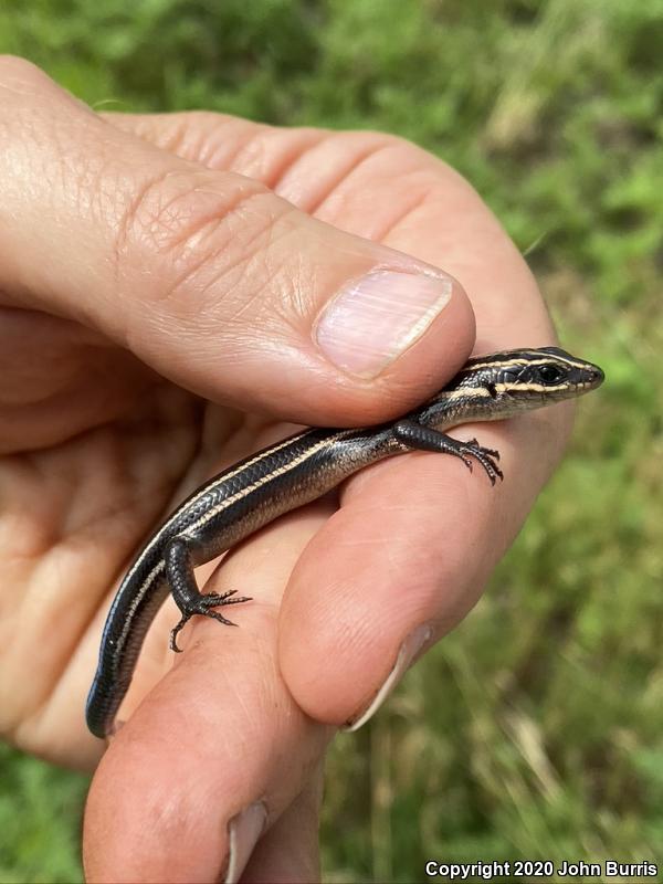 Five-lined Skink (Plestiodon fasciatus)