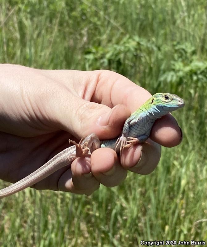 Prairie Racerunner (Aspidoscelis sexlineata viridis)