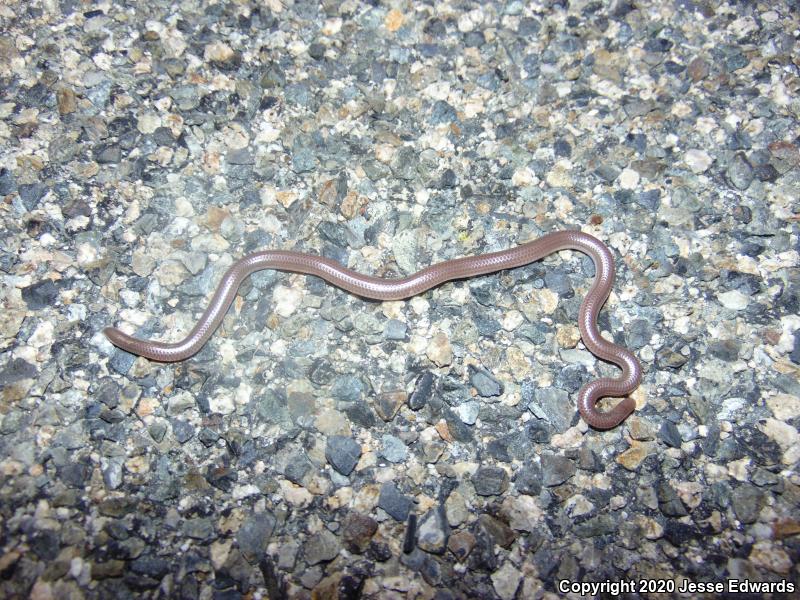 Western Threadsnake (Leptotyphlops humilis)