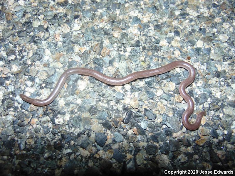 Western Threadsnake (Leptotyphlops humilis)