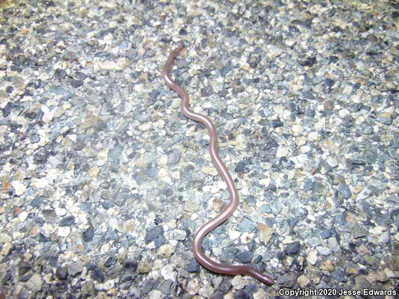 Western Threadsnake (Leptotyphlops humilis)