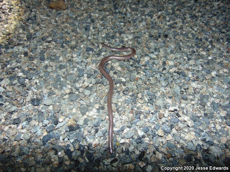 Western Threadsnake (Leptotyphlops humilis)