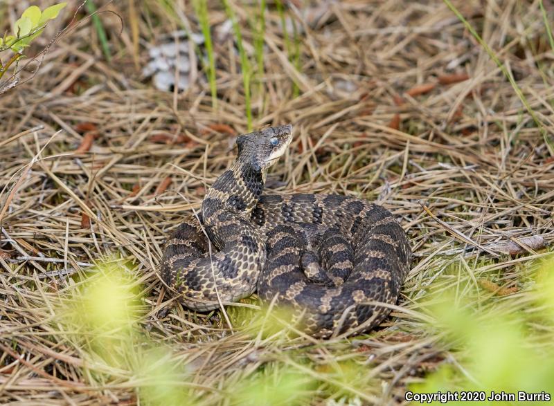 Eastern Hog-nosed Snake (Heterodon platirhinos)