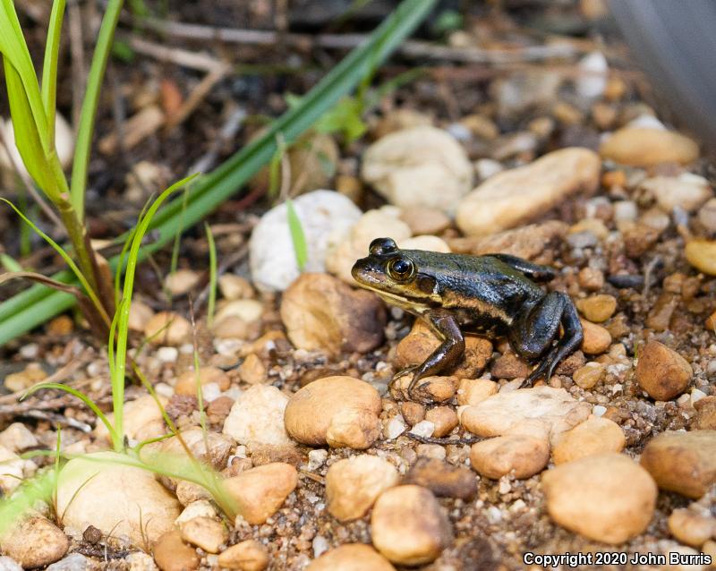 Carpenter Frog (Lithobates virgatipes)