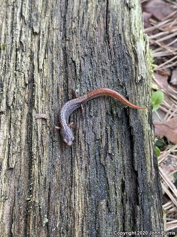 Four-toed Salamander (Hemidactylium scutatum)