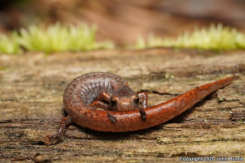 Four-toed Salamander (Hemidactylium scutatum)