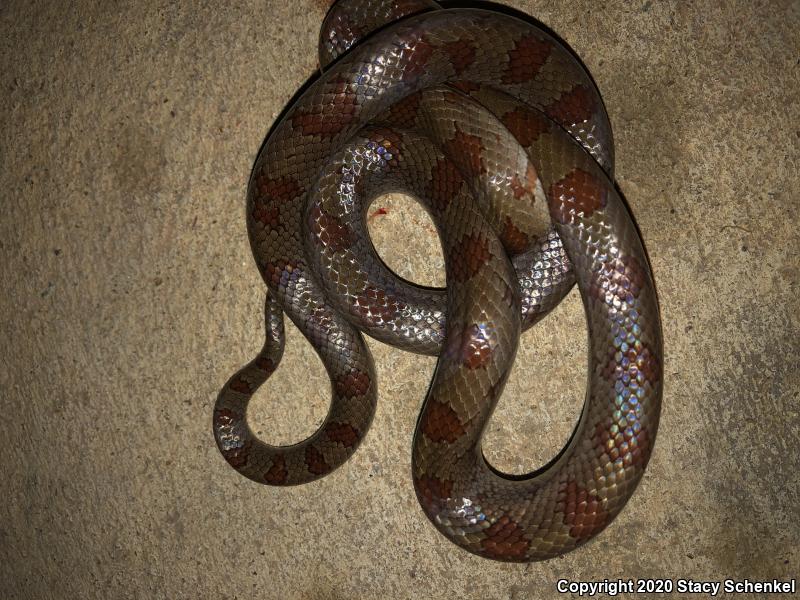 Mole Kingsnake (Lampropeltis calligaster rhombomaculata)