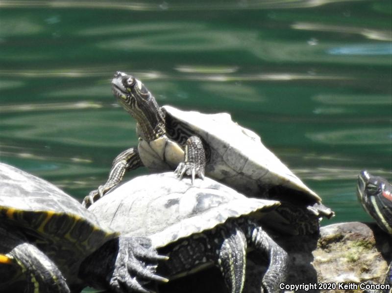 Ouachita Map Turtle (Graptemys ouachitensis)