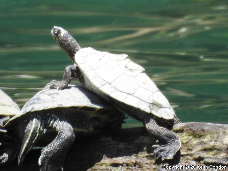 Ouachita Map Turtle (Graptemys ouachitensis)