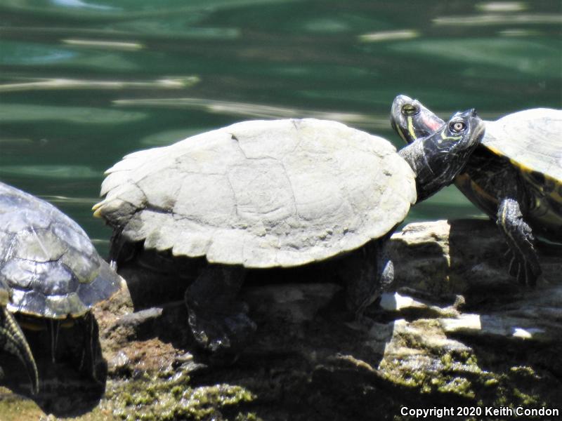 Mississippi Map Turtle (Graptemys pseudogeographica kohnii)