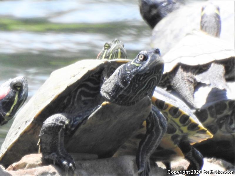 Mississippi Map Turtle (Graptemys pseudogeographica kohnii)