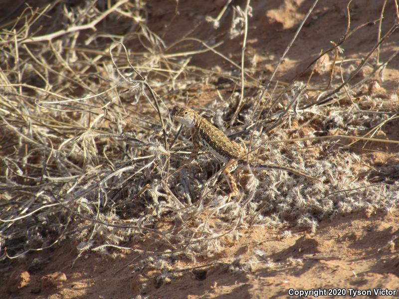 Striped Earless Lizard (Holbrookia maculata flavilenta)