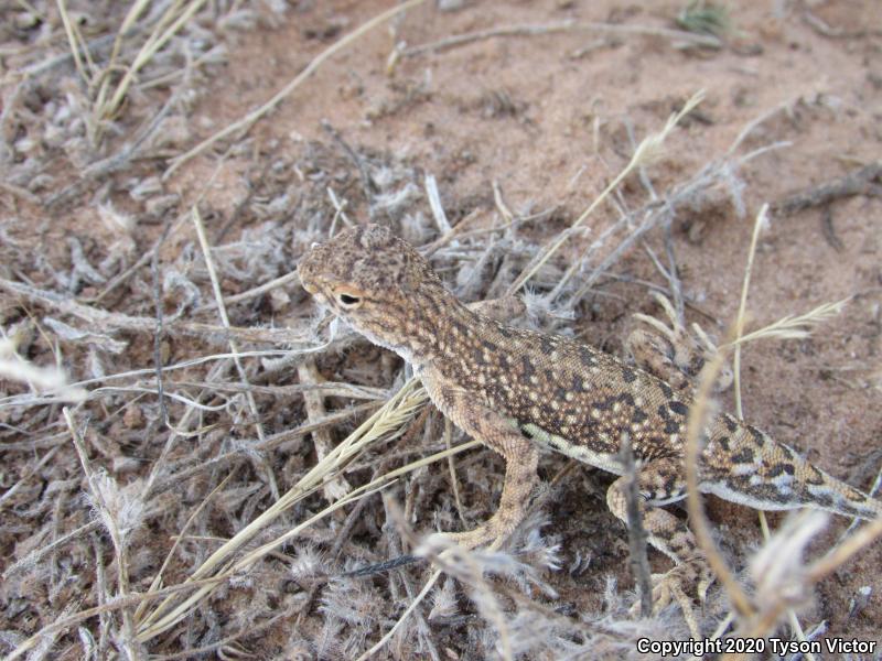 Striped Earless Lizard (Holbrookia maculata flavilenta)