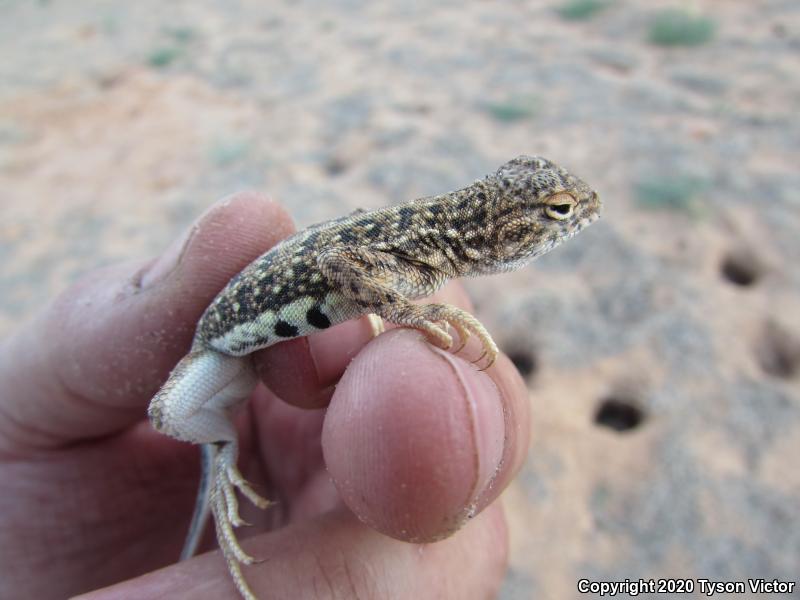 Striped Earless Lizard (Holbrookia maculata flavilenta)