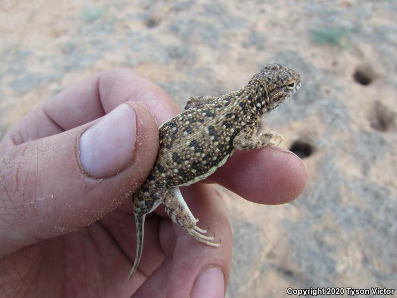 Striped Earless Lizard (Holbrookia maculata flavilenta)