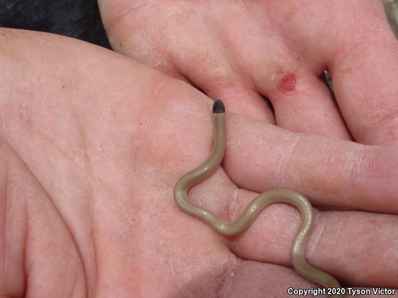 Smith's Black-headed Snake (Tantilla hobartsmithi)