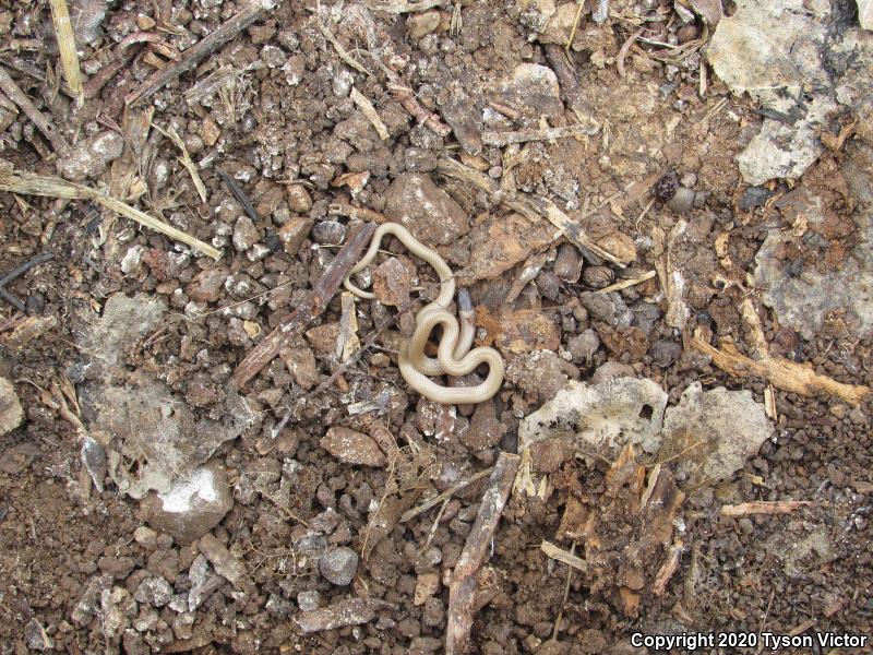 Smith's Black-headed Snake (Tantilla hobartsmithi)