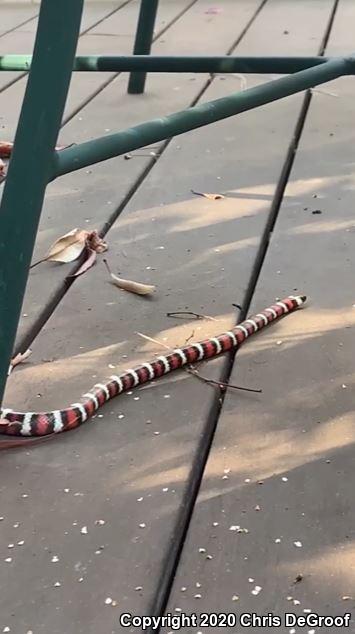 San Bernardino Mountain Kingsnake (Lampropeltis zonata parvirubra)