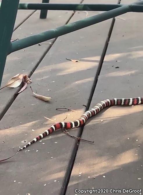 San Bernardino Mountain Kingsnake (Lampropeltis zonata parvirubra)