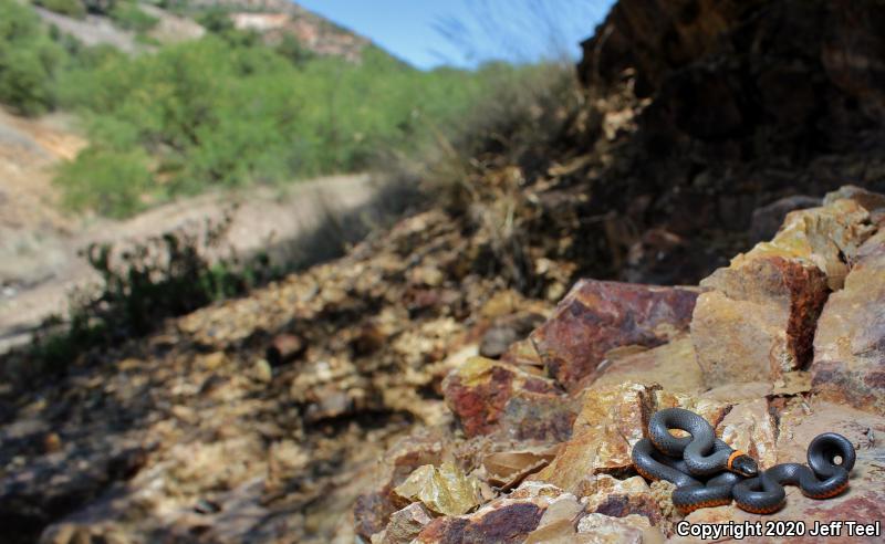 Regal Ring-necked Snake (Diadophis punctatus regalis)