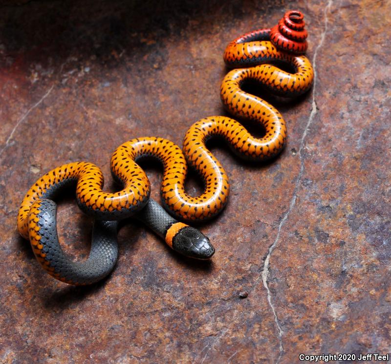 Regal Ring-necked Snake (Diadophis punctatus regalis)