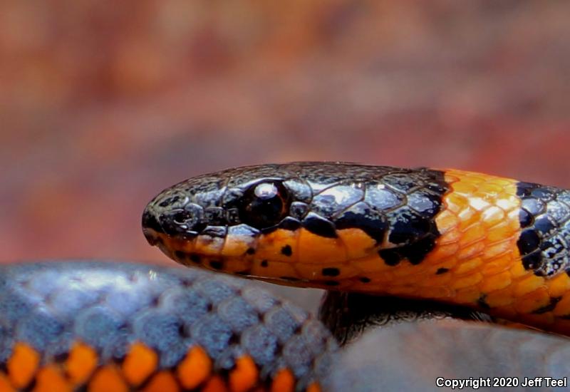 Regal Ring-necked Snake (Diadophis punctatus regalis)