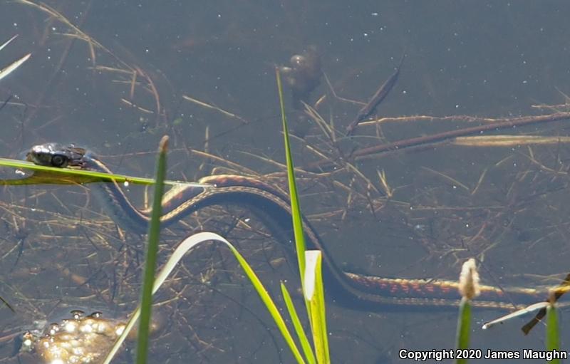 Valley Gartersnake (Thamnophis sirtalis fitchi)