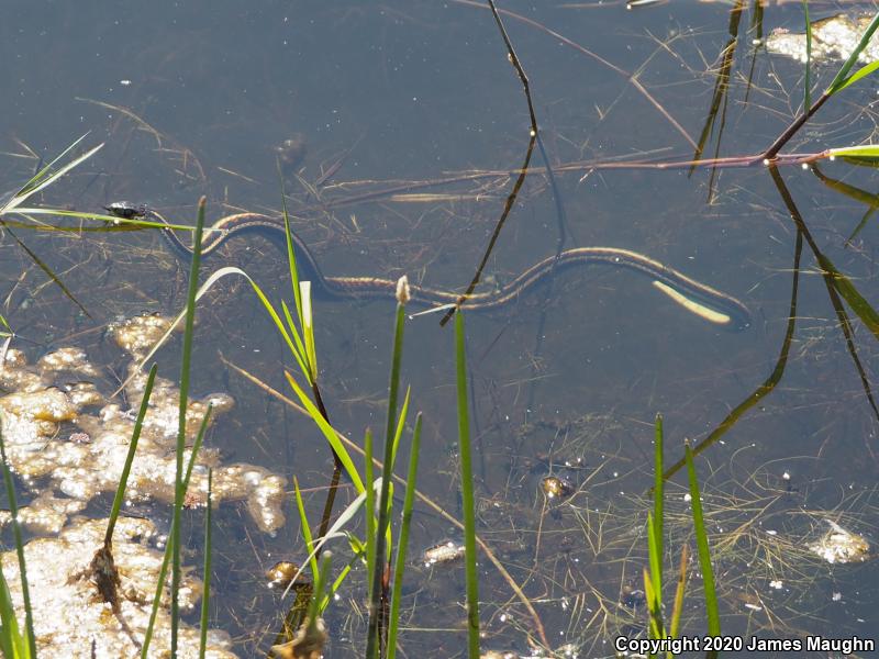 Valley Gartersnake (Thamnophis sirtalis fitchi)