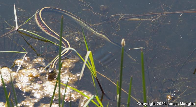 Valley Gartersnake (Thamnophis sirtalis fitchi)