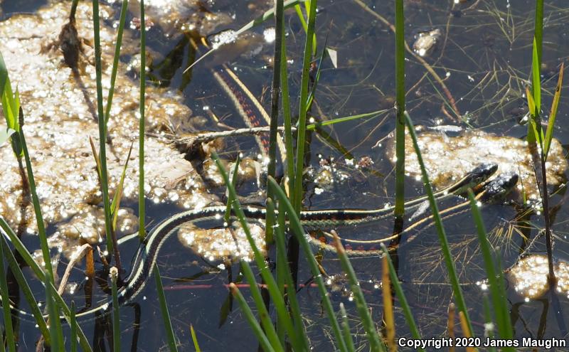 Valley Gartersnake (Thamnophis sirtalis fitchi)