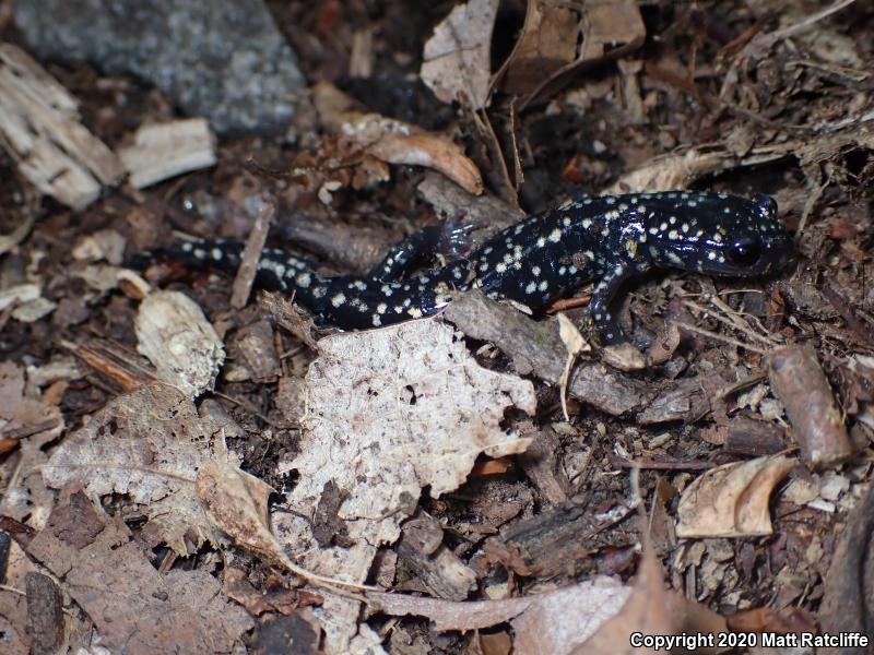 Northern Slimy Salamander (Plethodon glutinosus)